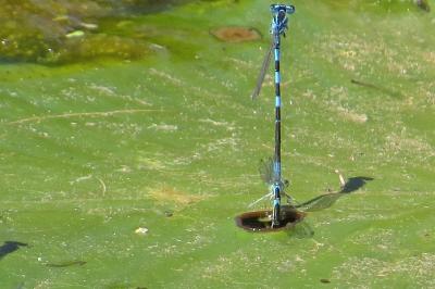 <i>Coenagrion puella</i>