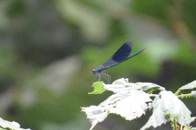 <i>Calopteryx splendens</i>