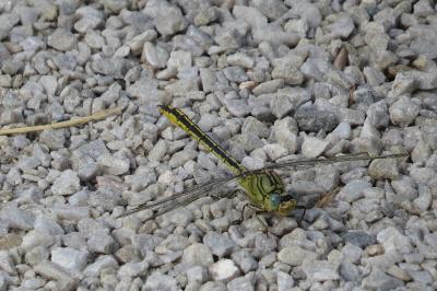 <i>Gomphus pulchellus</i>