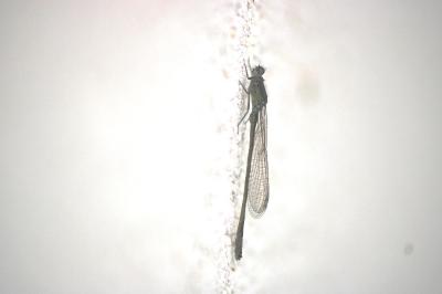<i>Ischnura elegans</i>