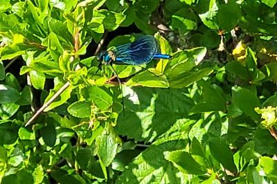 <i>Calopteryx splendens</i>