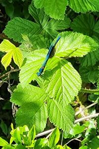 <i>Calopteryx splendens</i>