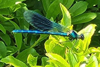 <i>Calopteryx splendens</i>