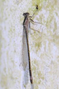 <i>Ischnura elegans</i>