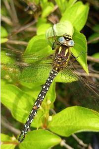 <i>Brachytron pratense</i>