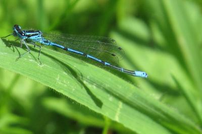 <i>Coenagrion puella</i>