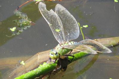 <i>Anax imperator</i>
