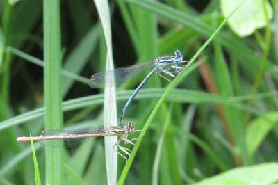 <i>Platycnemis pennipes</i>