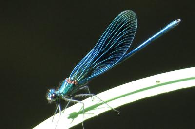 <i>Calopteryx splendens</i>