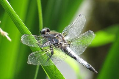 <i>Libellula fulva</i>