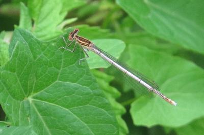 <i>Platycnemis pennipes</i>
