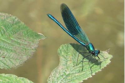 <i>Calopteryx splendens</i>