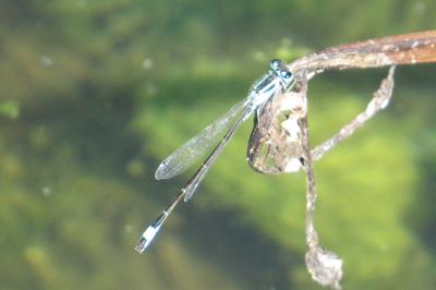 <i>Ischnura elegans</i>