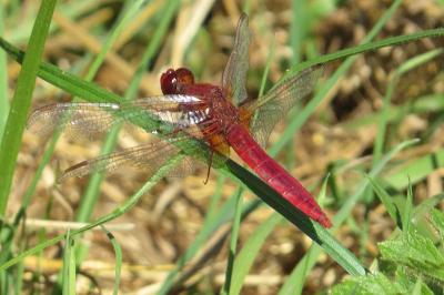 <i>Crocothemis erythraea</i>
