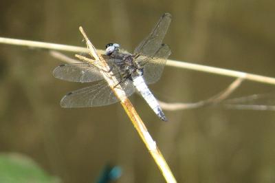 <i>Libellula fulva</i>