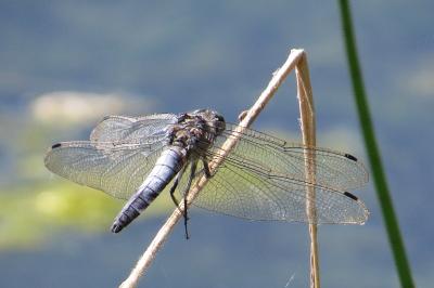 <i>Orthetrum cancellatum</i>