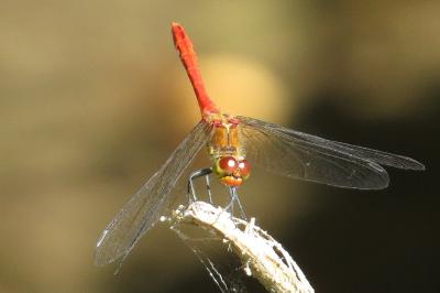 <i>Sympetrum sanguineum</i>