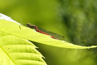 <i>Pyrrhosoma nymphula</i>
