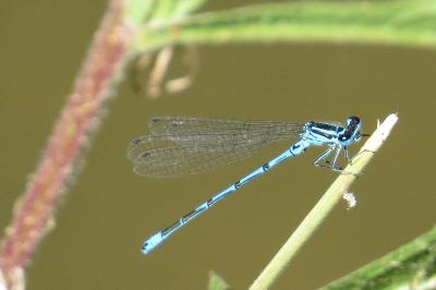 <i>Coenagrion puella</i>