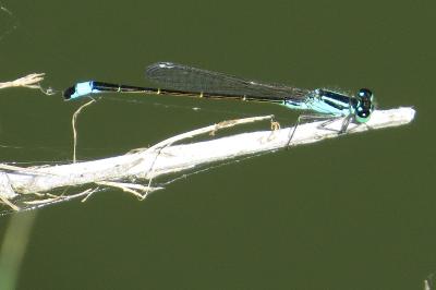 <i>Ischnura elegans</i>