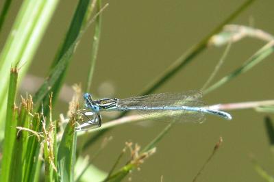 <i>Platycnemis pennipes</i>