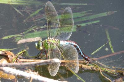 <i>Anax imperator</i>