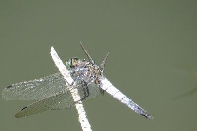 <i>Orthetrum cancellatum</i>