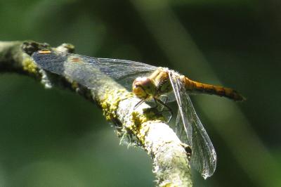 <i>Sympetrum sanguineum</i>