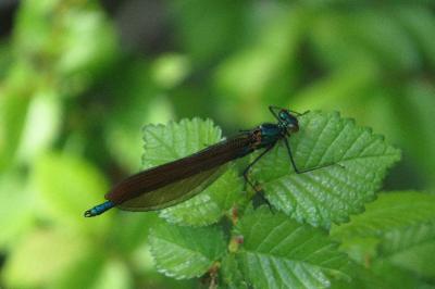 <i>Calopteryx virgo</i>