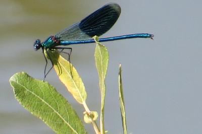 <i>Calopteryx splendens</i>