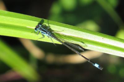 <i>Ischnura elegans</i>