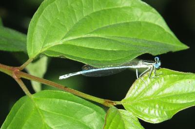 <i>Platycnemis pennipes</i>