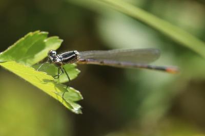 <i>Ischnura elegans</i>