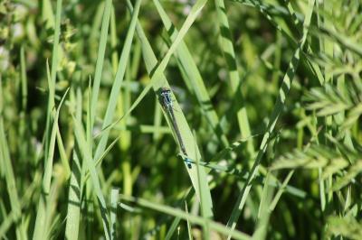 <i>Ischnura elegans</i>