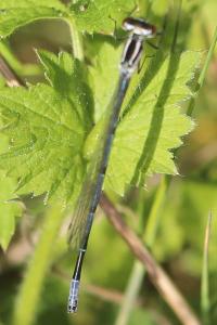 <i>Coenagrion puella</i>