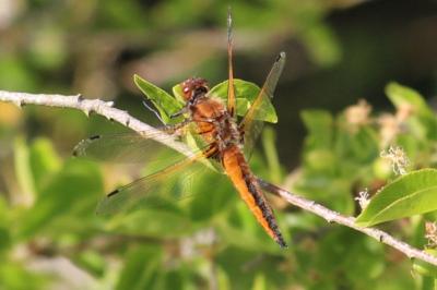 <i>Libellula fulva</i>
