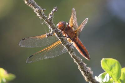 <i>Libellula fulva</i>