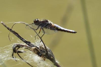 Libellule déprimée 