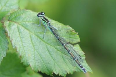 Agrion jouvencelle