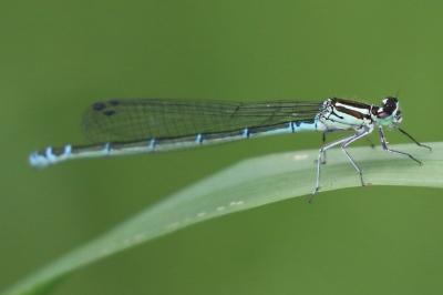 Agrion jouvencelle