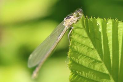 Agrion à larges pattes