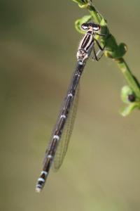 Agrion porte-coupe