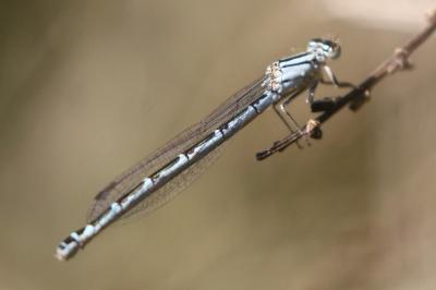 Agrion porte-coupe