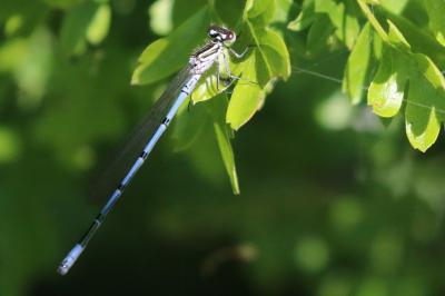 Agrion jouvencelle