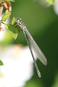 Agrion jouvencelle