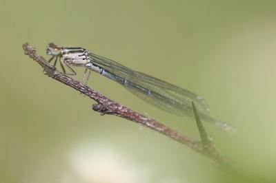 Agrion jouvencelle
