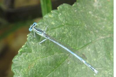 Agrion à larges pattes