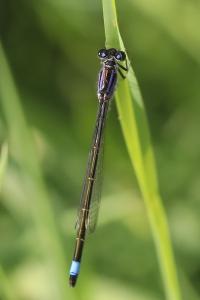 Agrion élégant