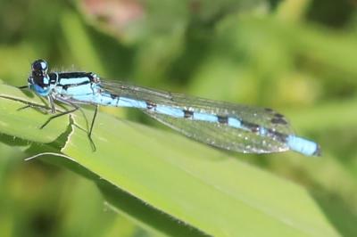 Agrion porte-coupe