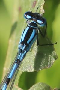 Agrion porte-coupe